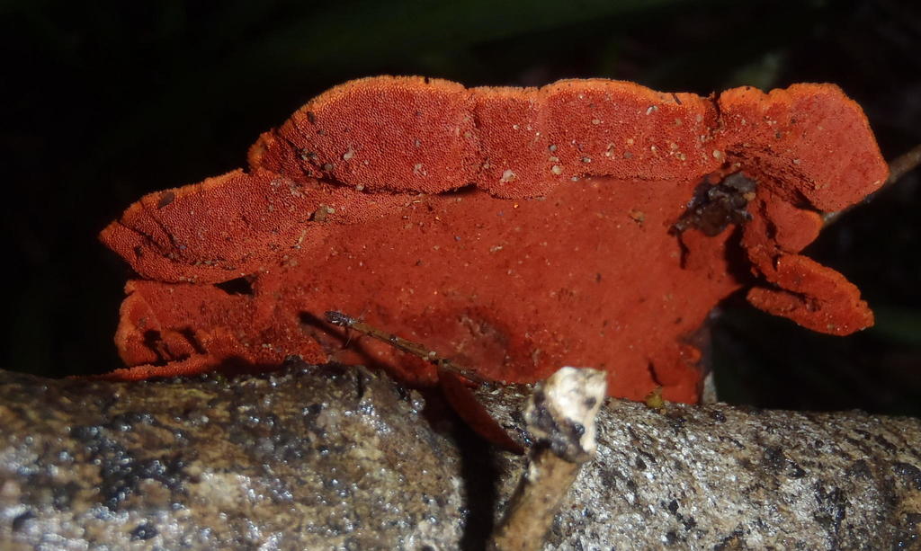 Cinnabar Bracket reference