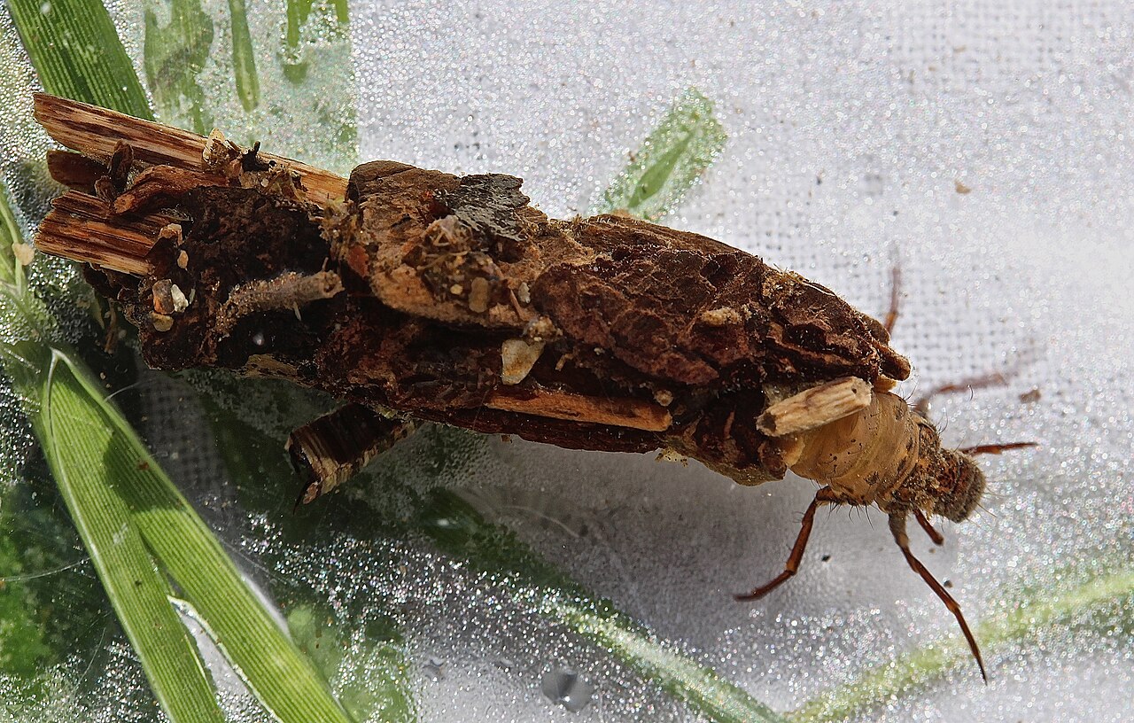 Pycnopsyche scabripennis reference