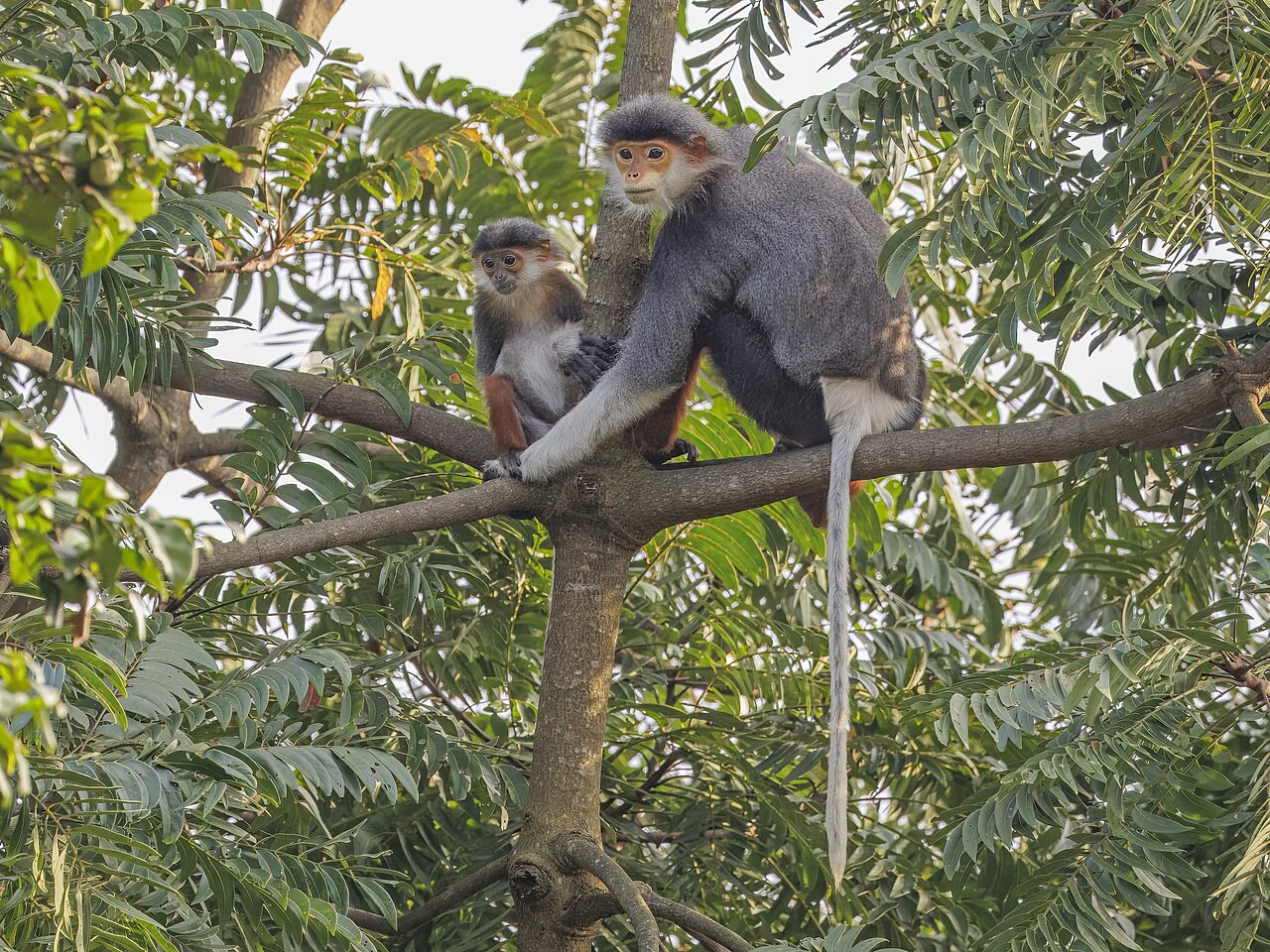 Red-shanked Douc Langur reference