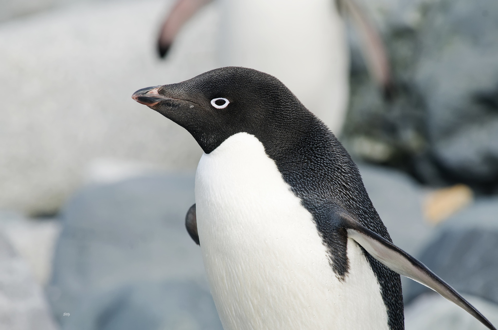 Adelie Penguin reference