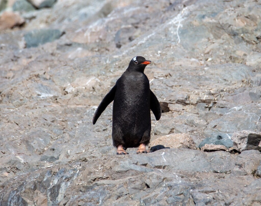 Gentoo Penguin reference