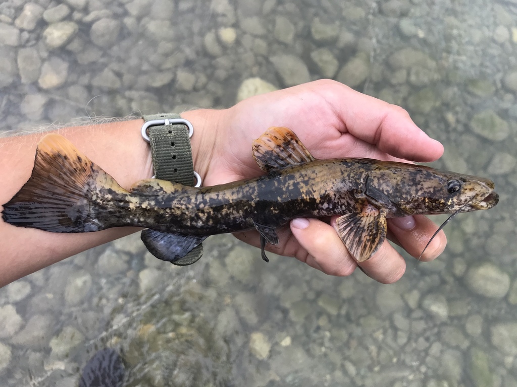 Flathead Catfish reference