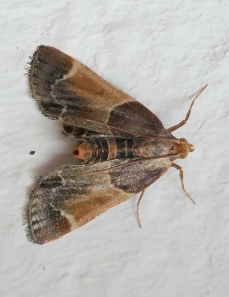 Meal moth reference