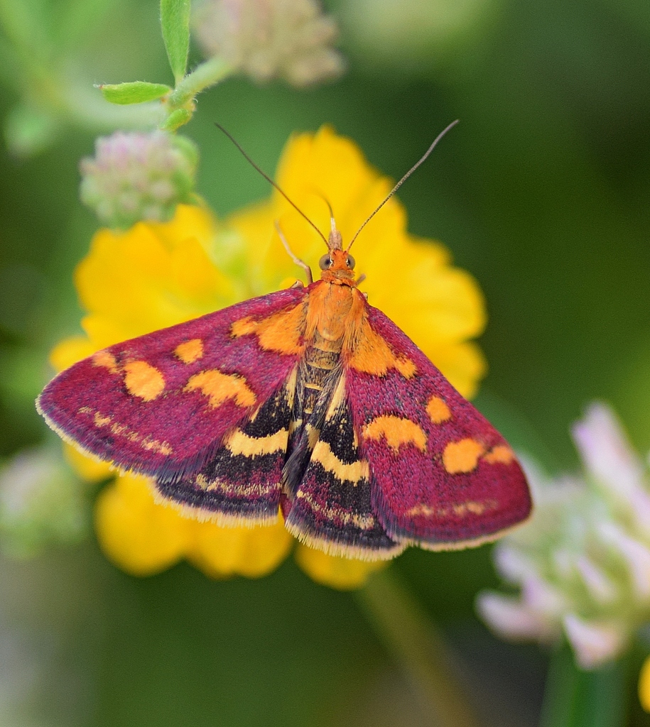 Common Crimson-and-gold Moth reference