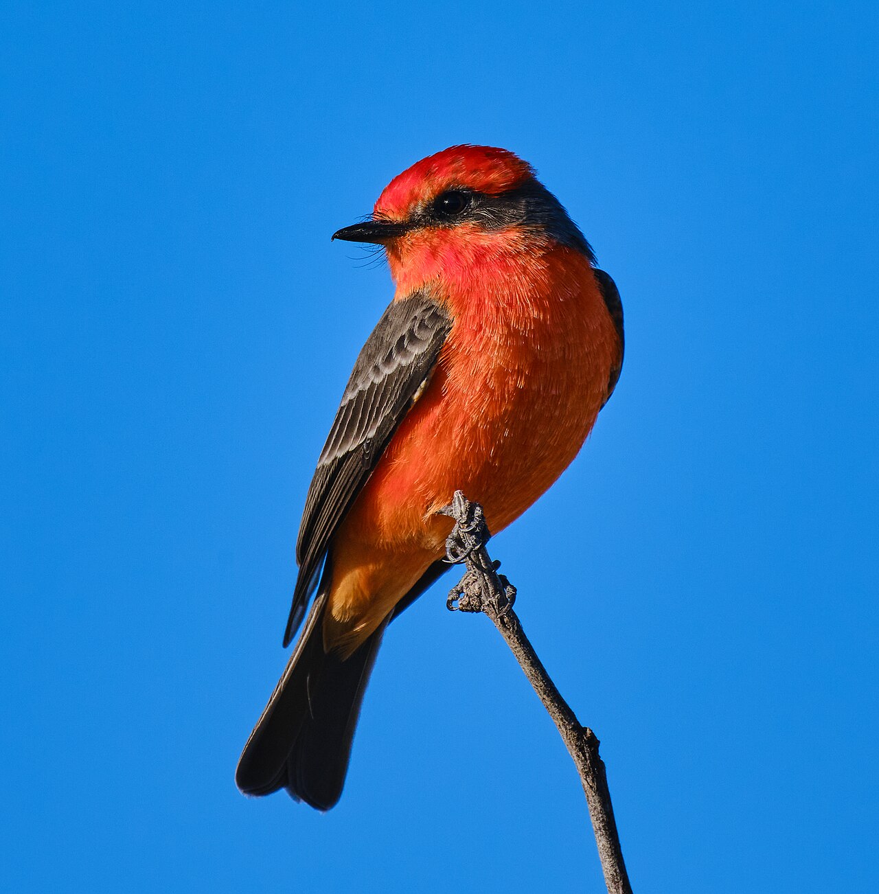 Pyrocephalus obscurus reference