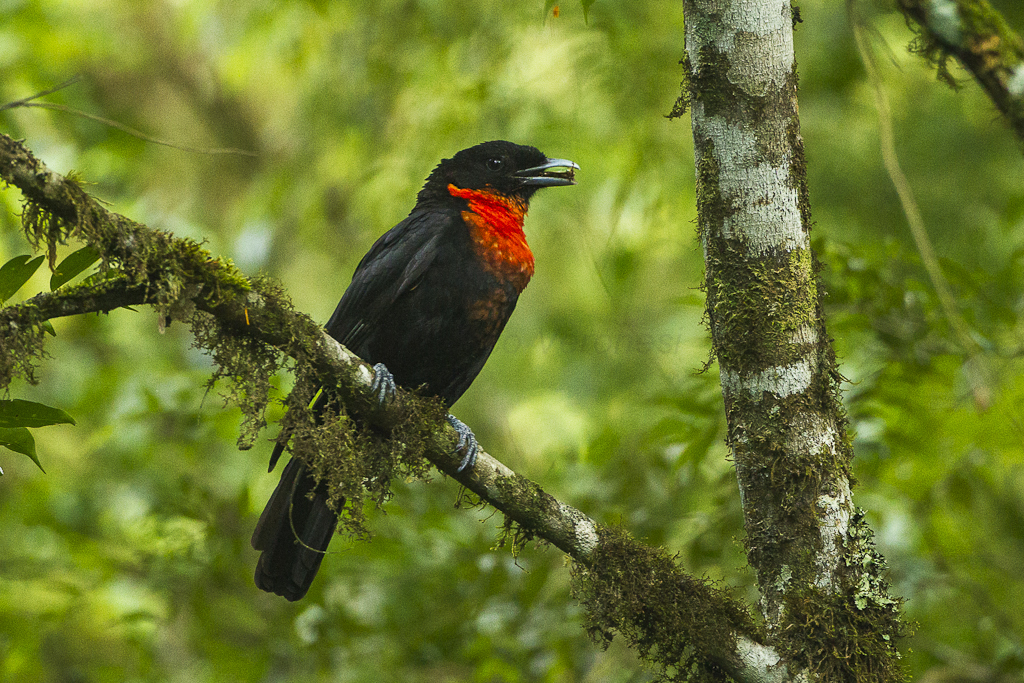 Red-ruffed Fruitcrow reference