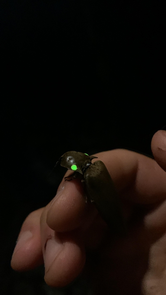 Fire Beetle reference