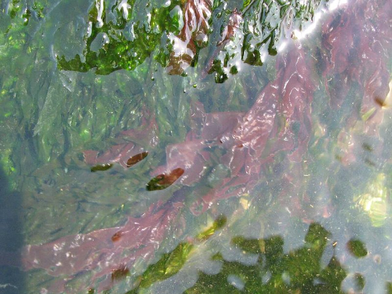 Pyropia yezoensis reference