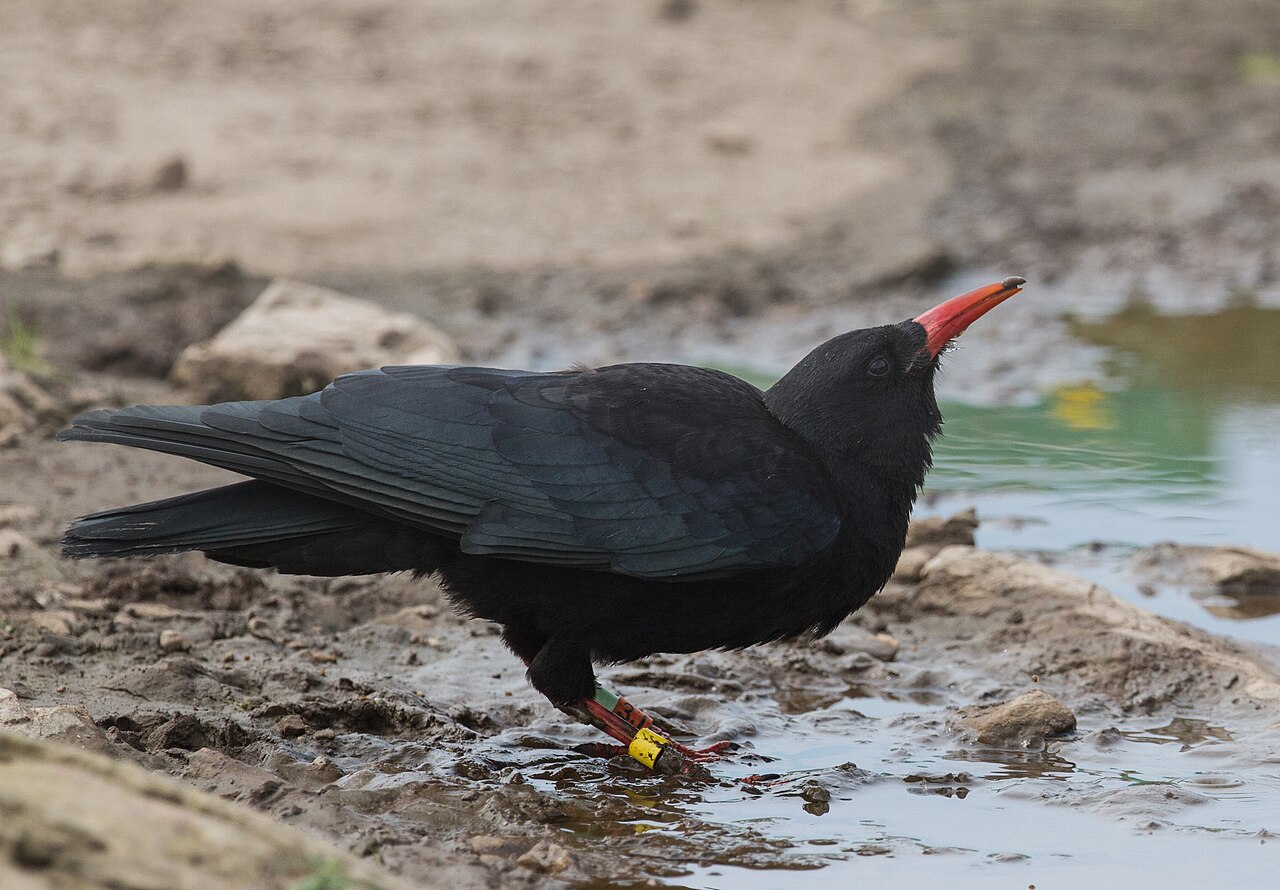 Pyrrhocorax pyrrhocorax reference