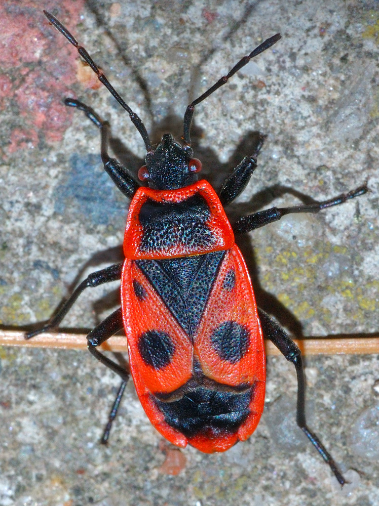 European Firebug reference