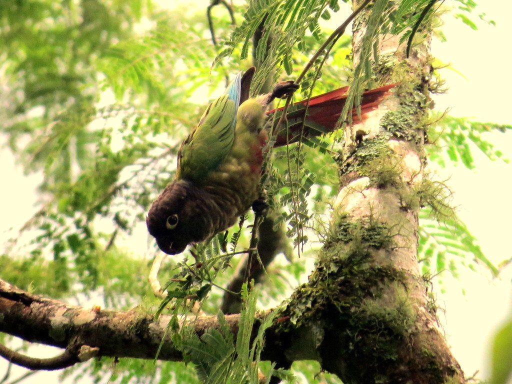 Green-cheeked Parakeet reference
