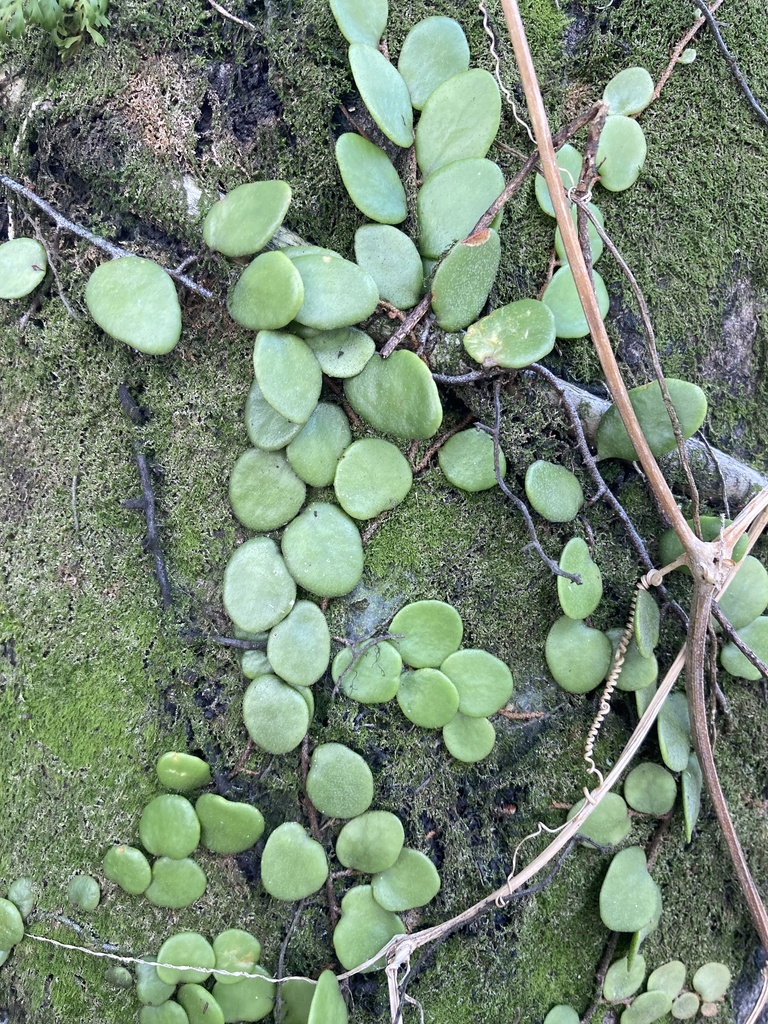 Dragon-Scale Fern reference
