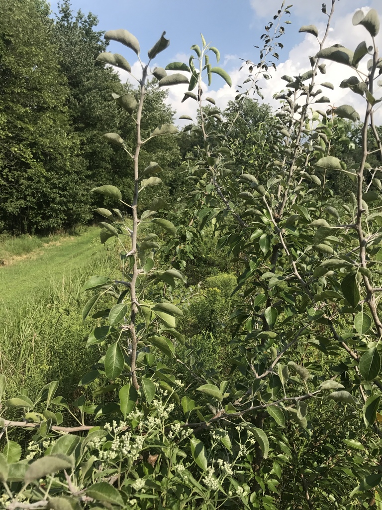Birch-leaved Pear reference