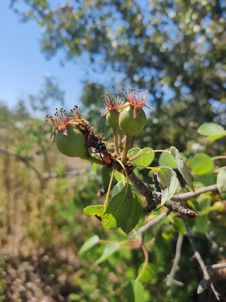 Iberian Wild Pear Tree reference