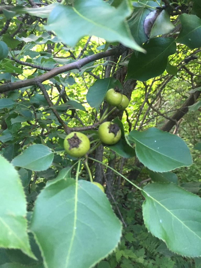 Ussurian Pear reference
