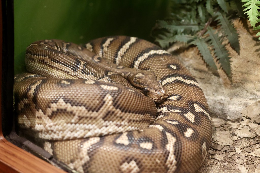 Angolan Python reference