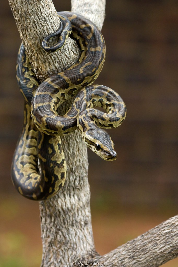 Python bivittatus reference