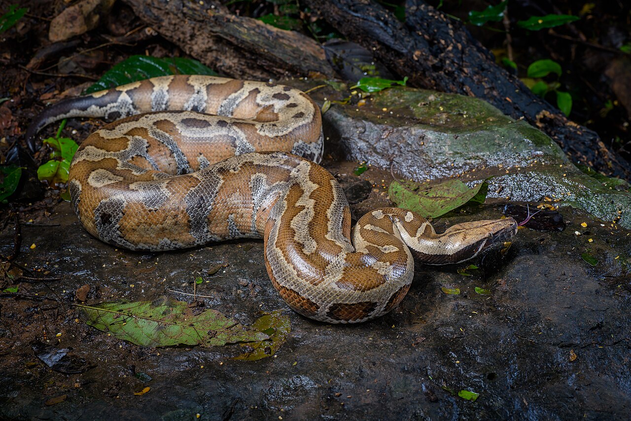 Blood Python reference