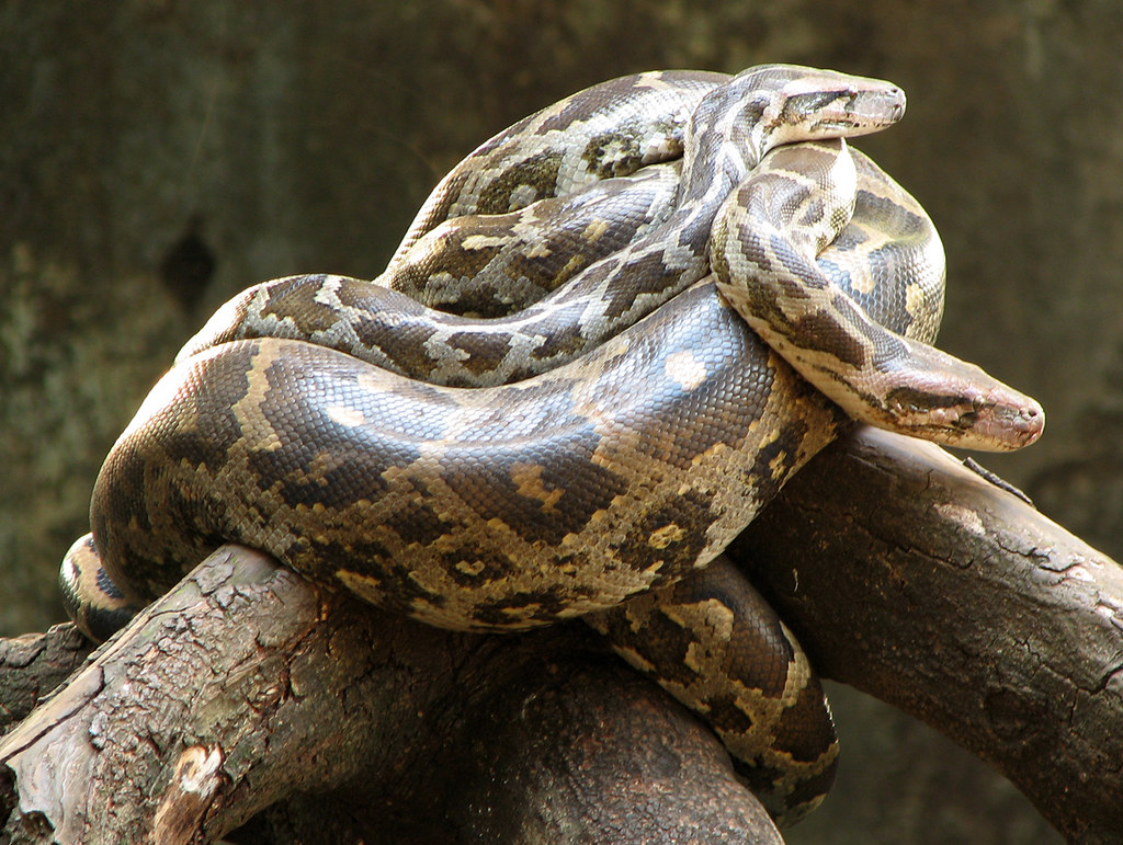 Indian Python reference