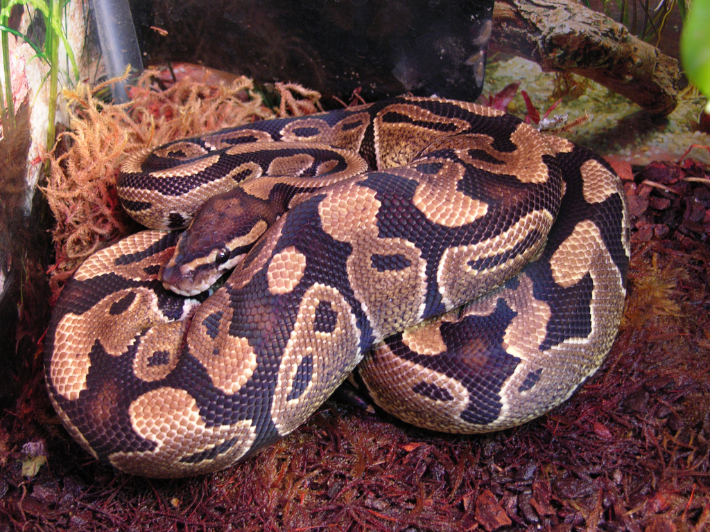 Ball Python reference