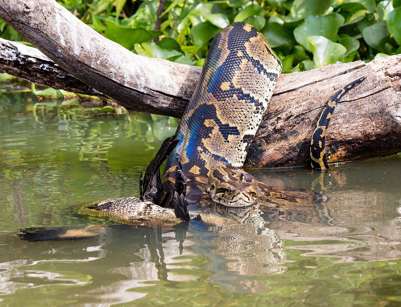 African Rock Python reference