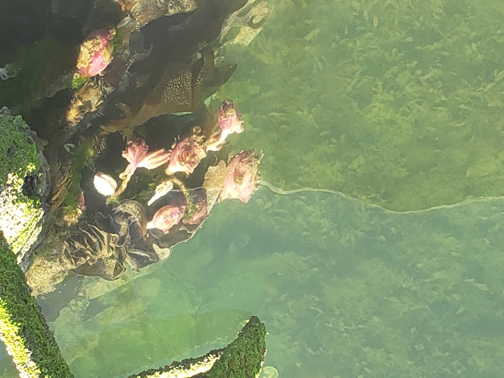 Kaeo Sea Tulip reference