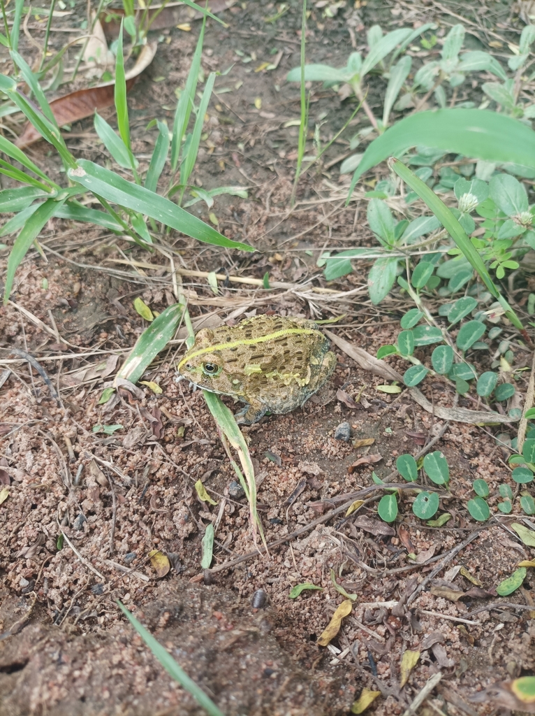 Edible Bullfrog reference