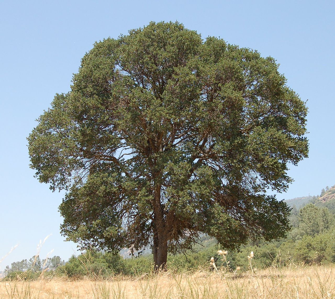blue oak reference