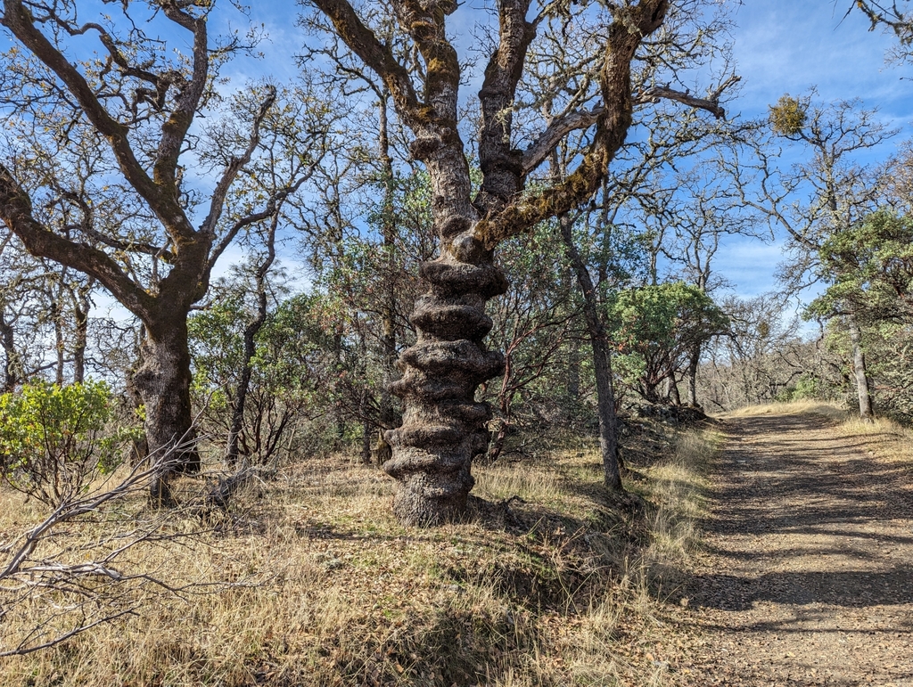 Coast Scrub Oak reference