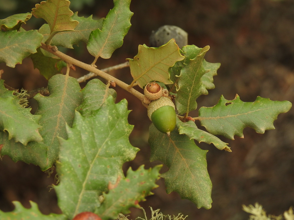 Portuguese Oak reference