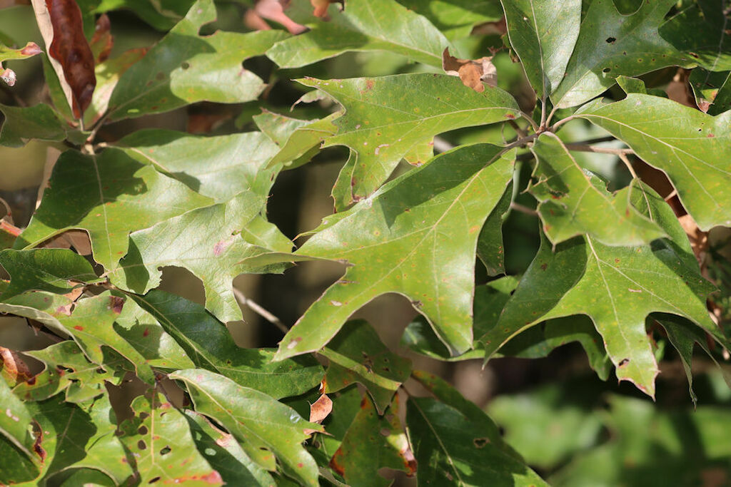 southern red oak reference