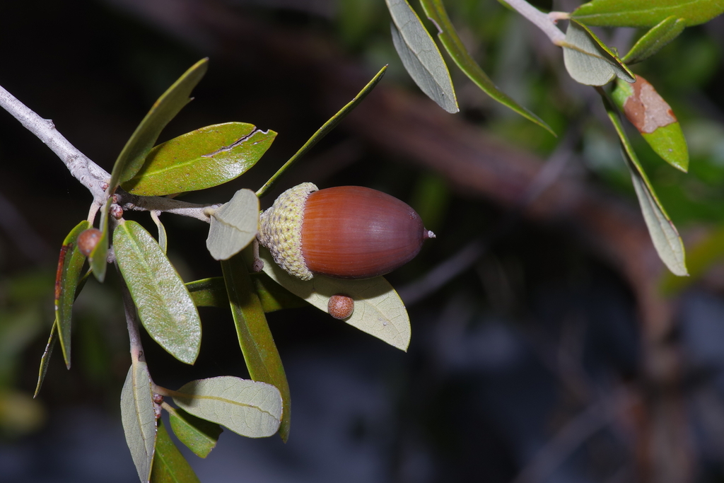 Texas live oak reference