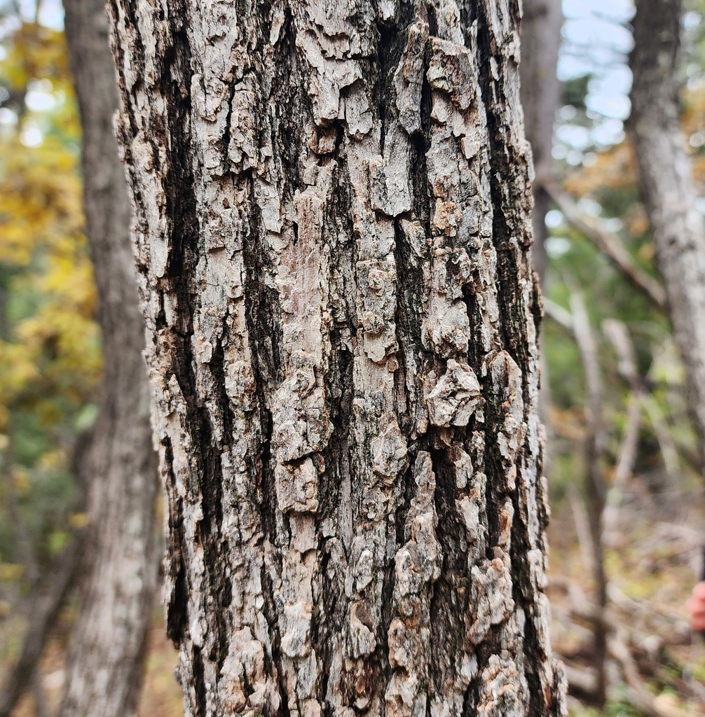 Gambel Oak reference