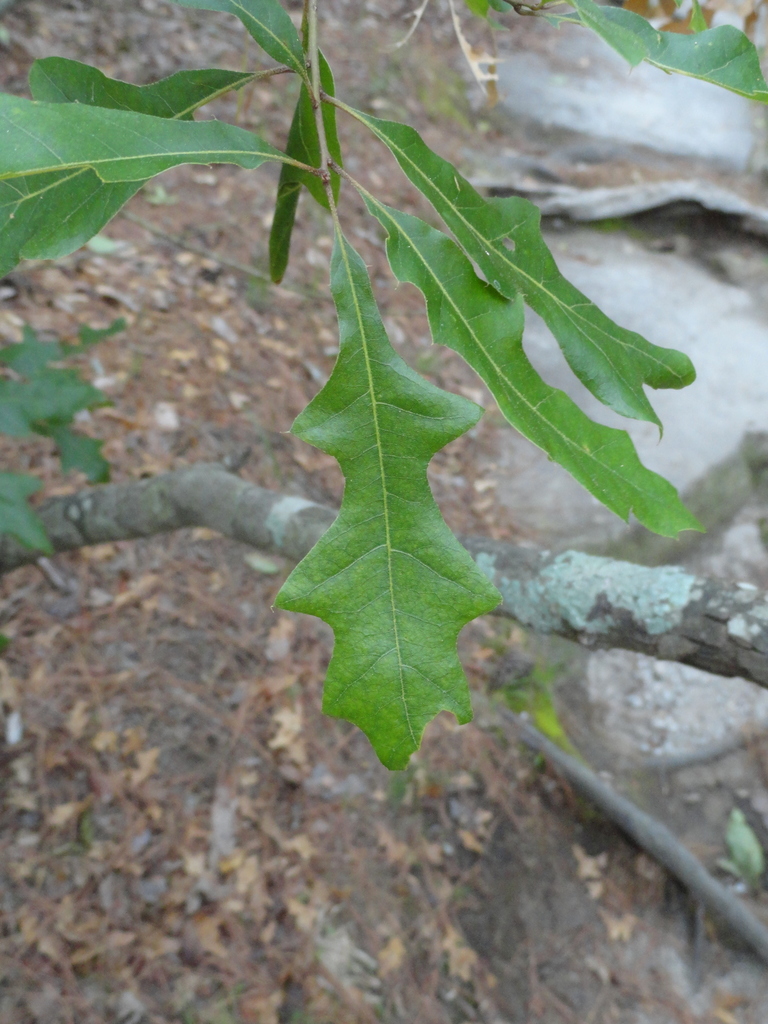 Georgia Oak reference