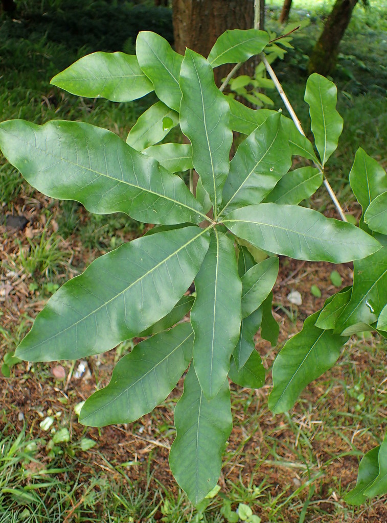 Shingle Oak reference