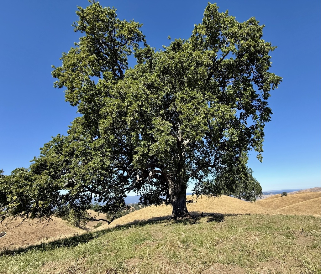 valley oak reference