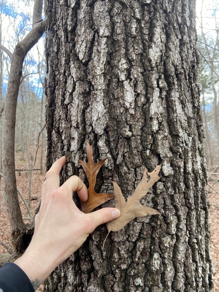 Blackjack Oak reference