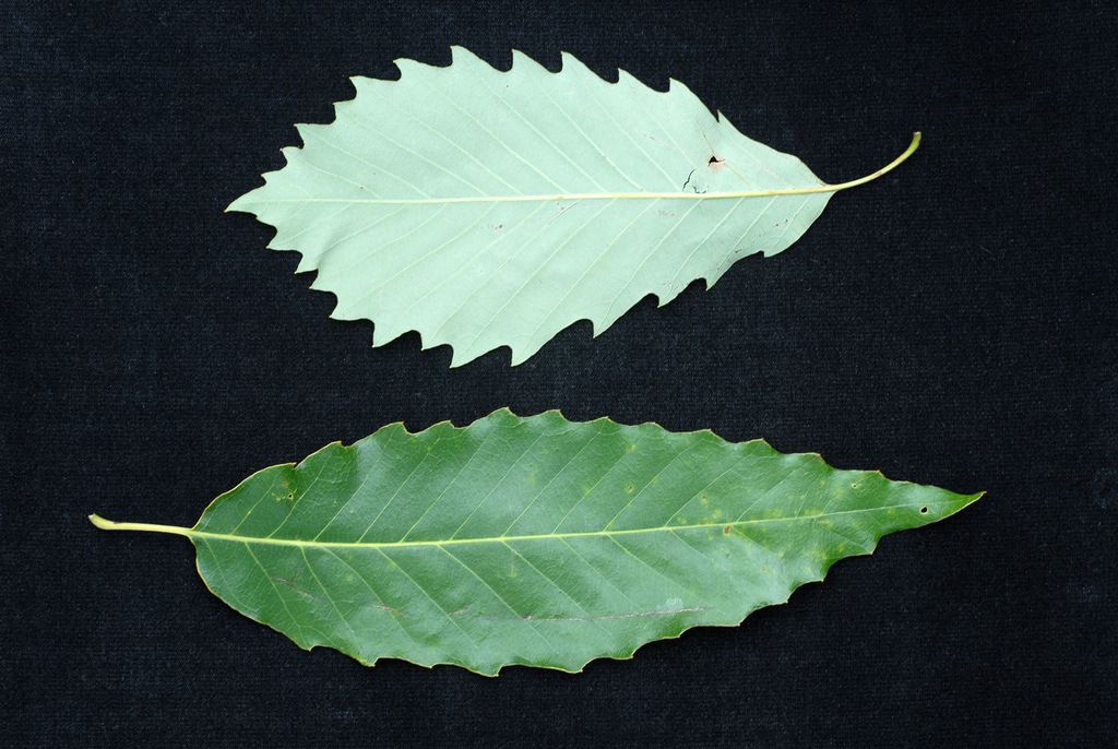 chinkapin oak reference