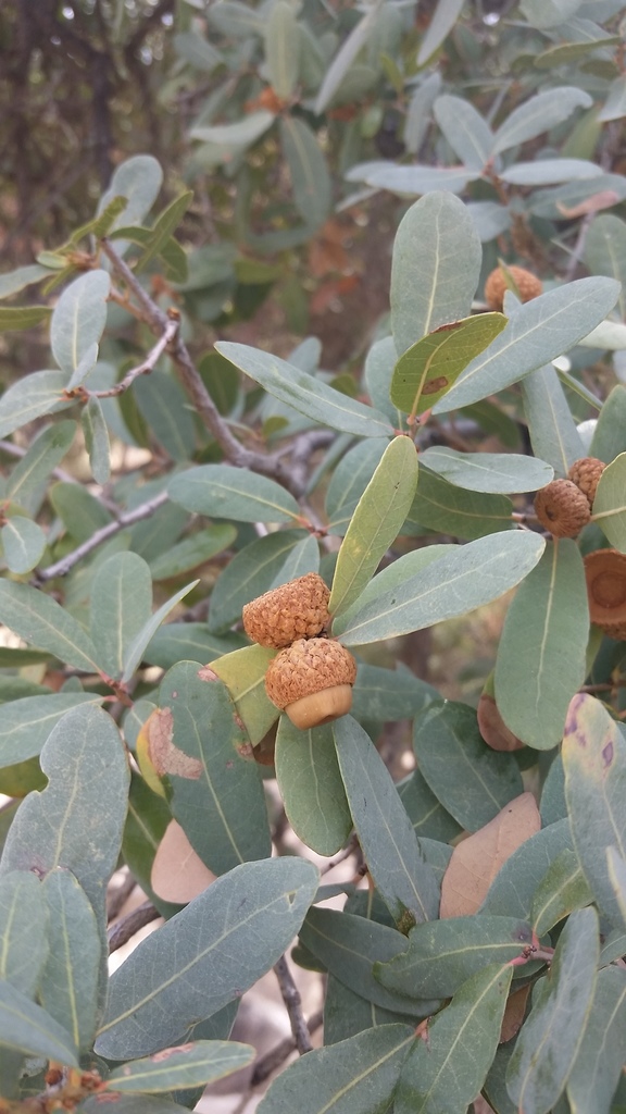 Mexican Blue Oak reference