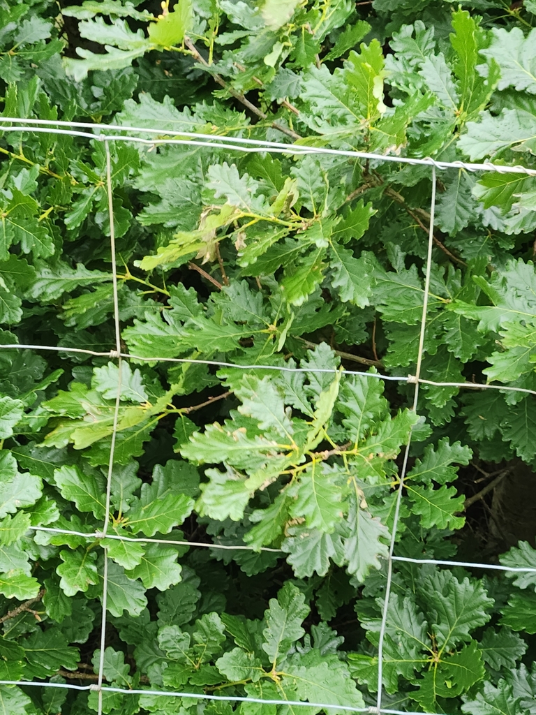 Sessile Oak reference