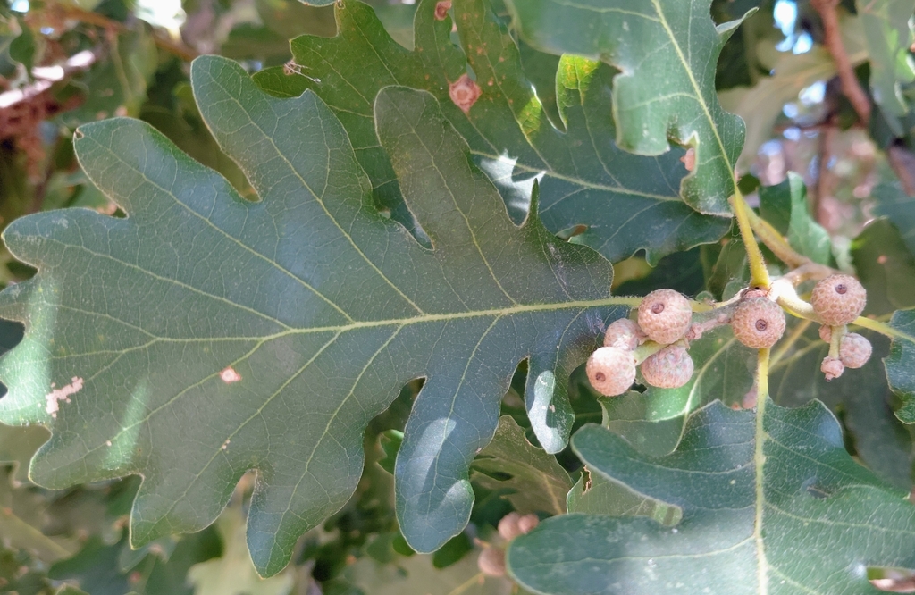 downy oak reference