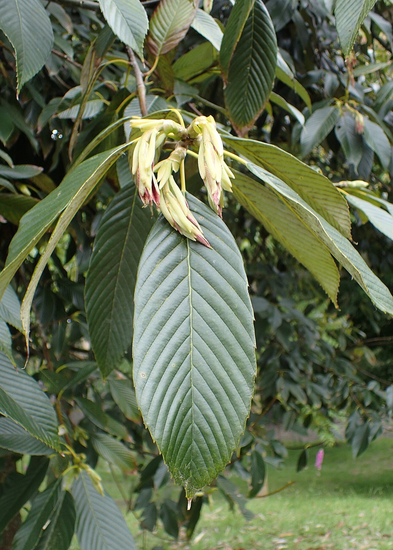 Quercus rex reference