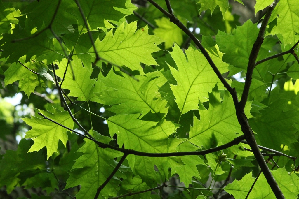Shumard oak reference