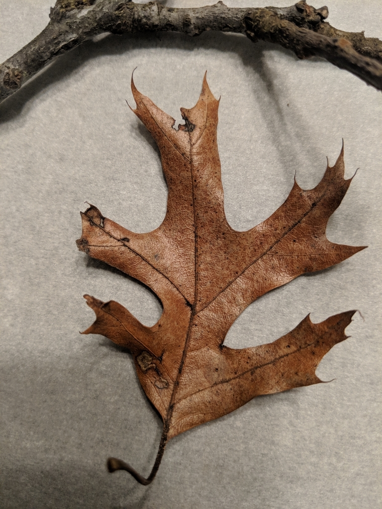 Black Oak reference