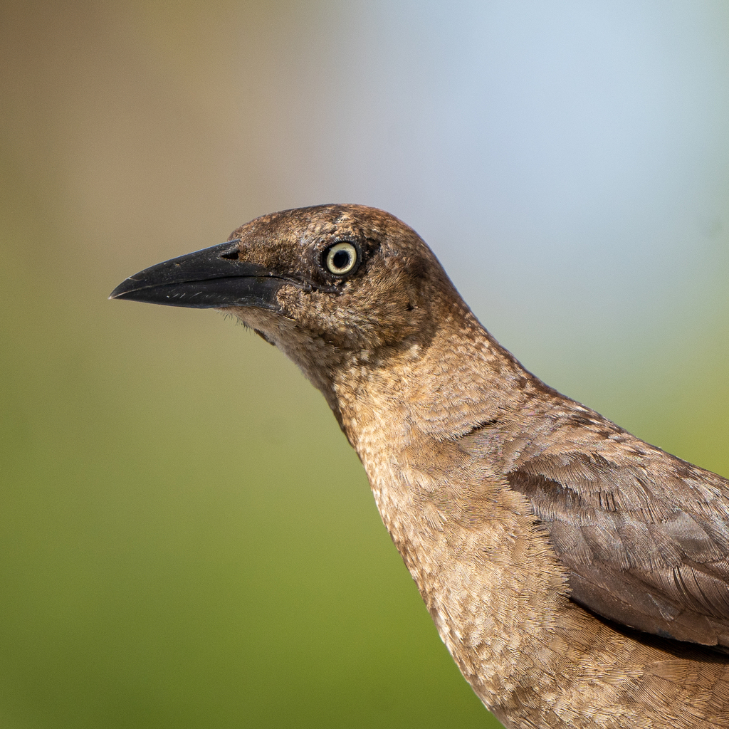 Great-tailed Grackle reference