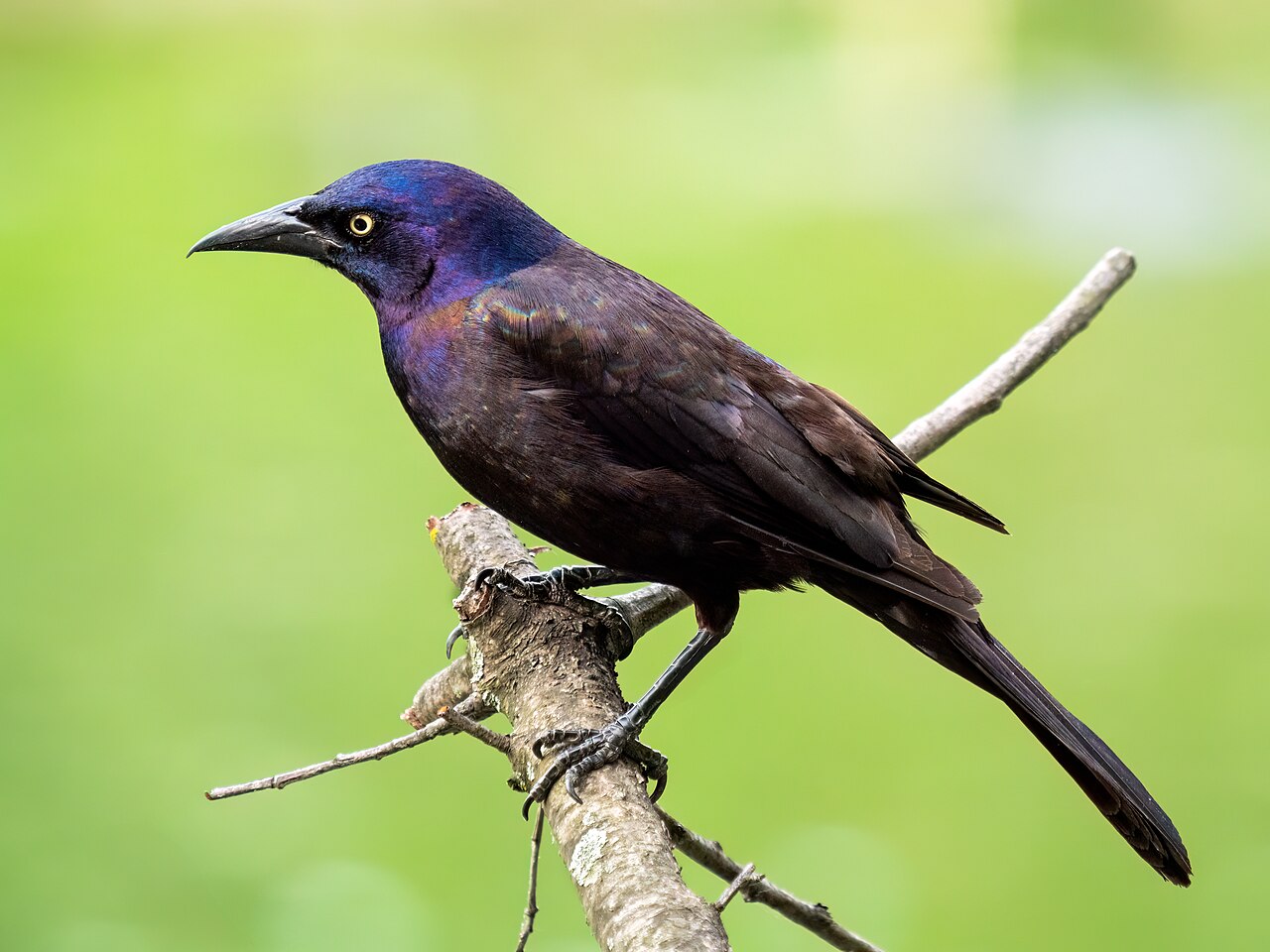 Common Grackle reference