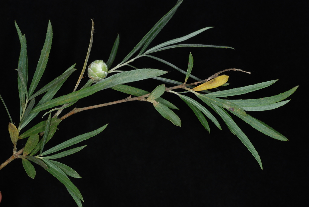 Willow Pinecone Gall Midge reference