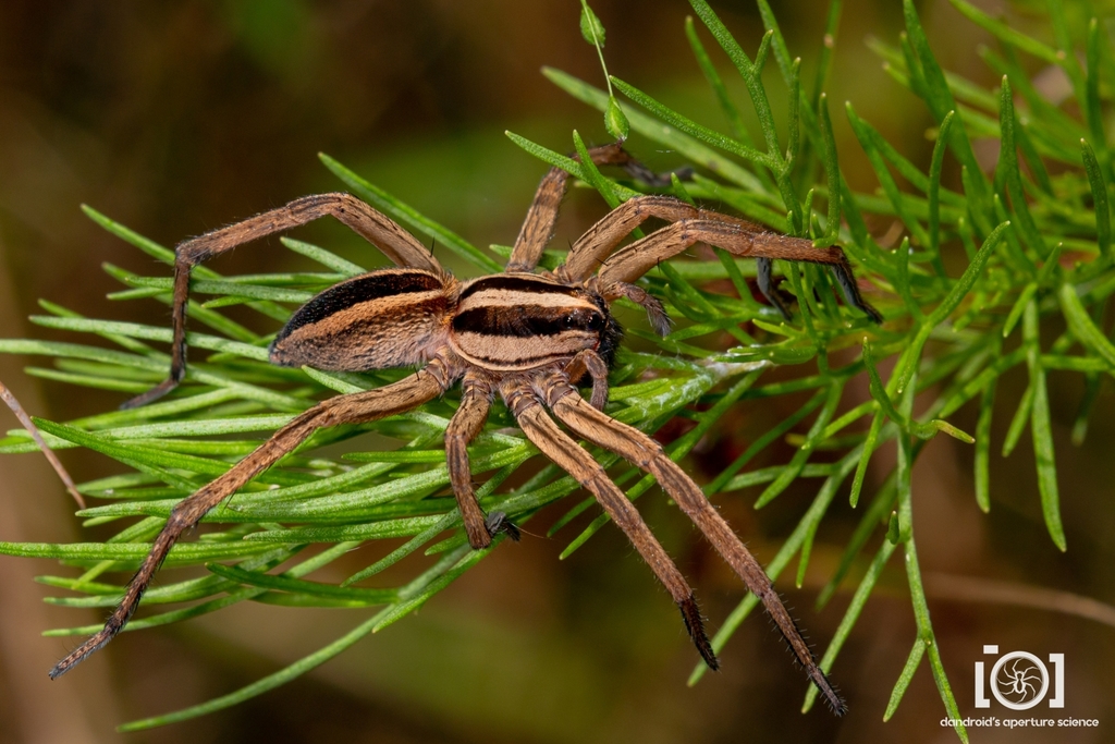 Dotted Wolf Spider reference