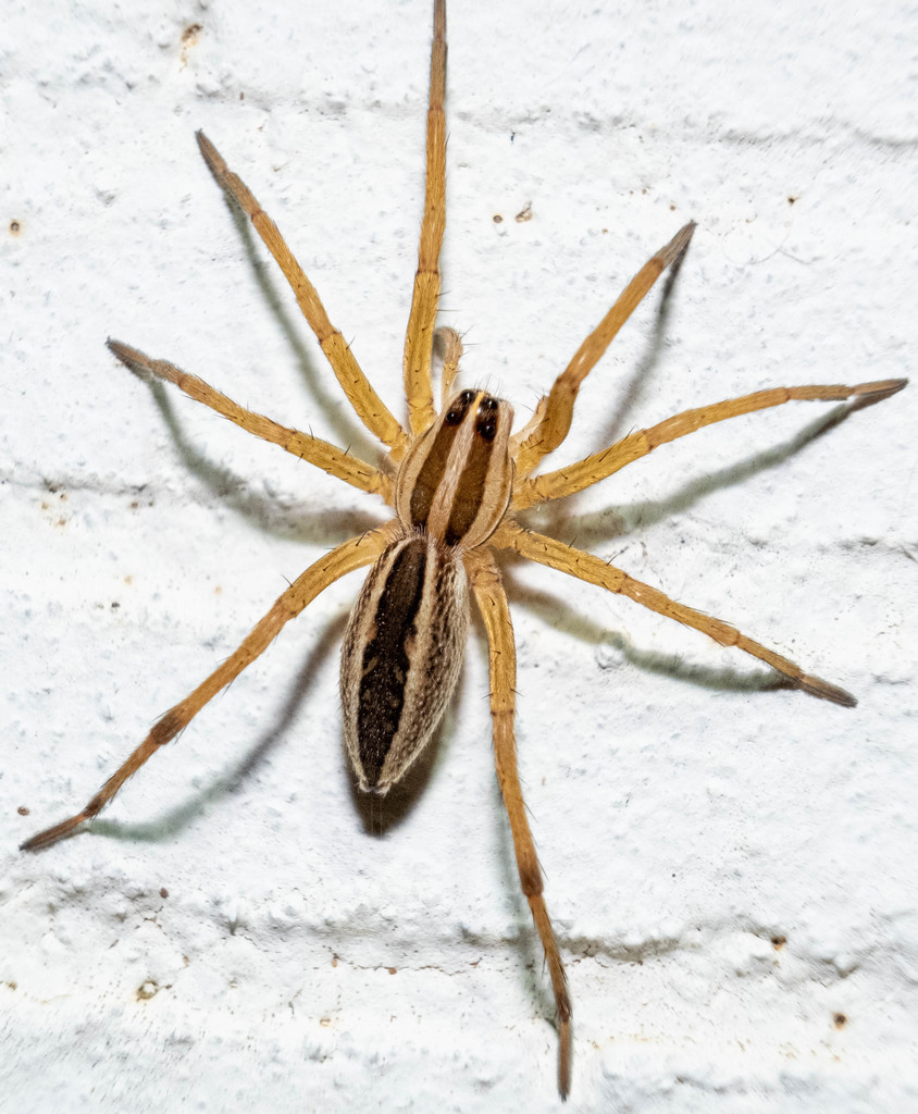 Rabid Wolf Spider reference