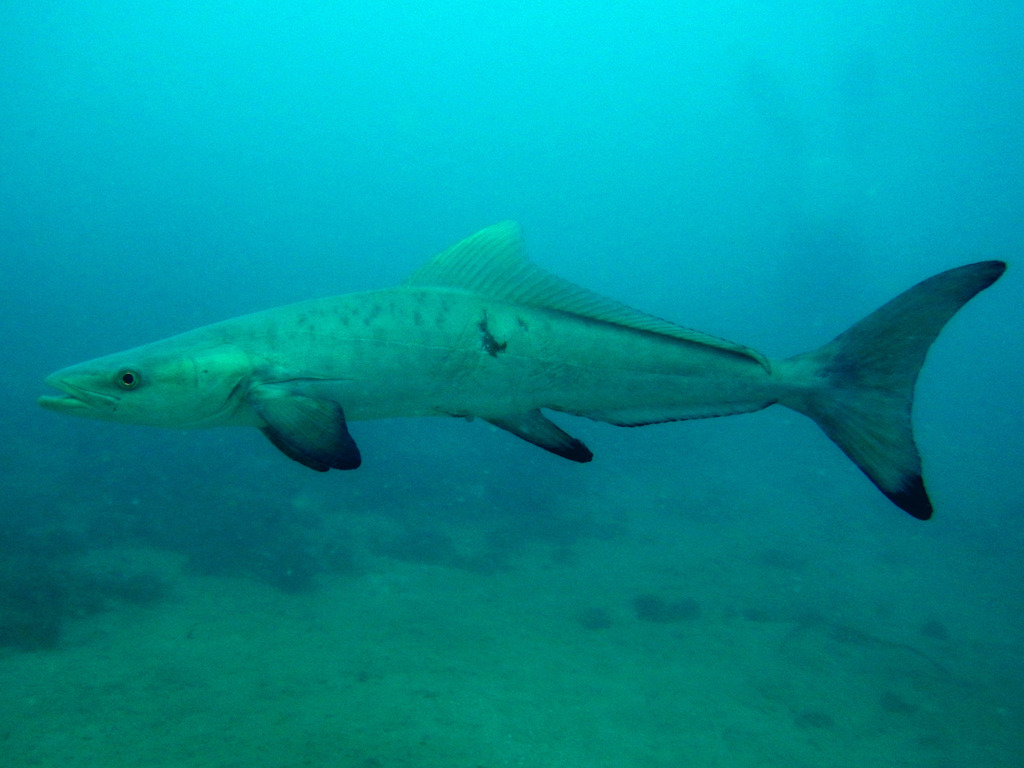 Cobia reference